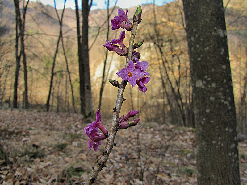 Daphne mezereum